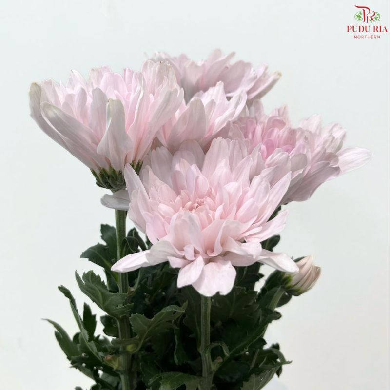 Net Mum Chrysanthemum Big