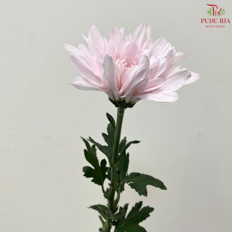 Net Mum Chrysanthemum Big
