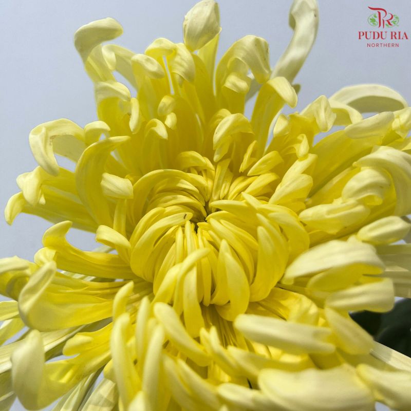 Chrysanthemum Vienna