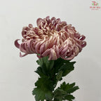 Chrysanthemum Vienna