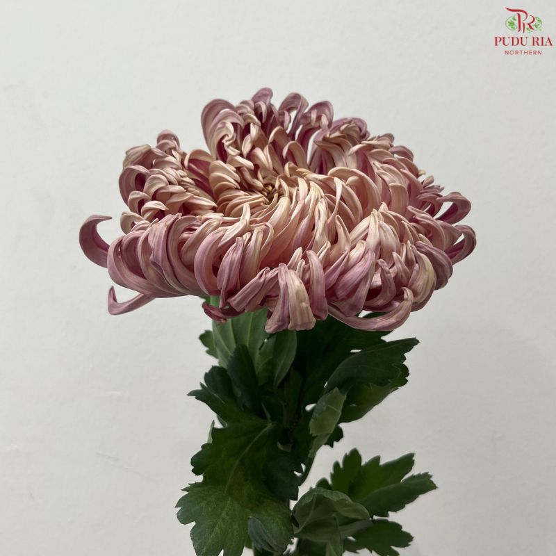 Chrysanthemum Vienna