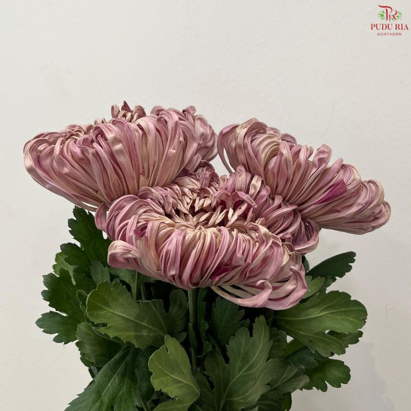 Chrysanthemum Vienna