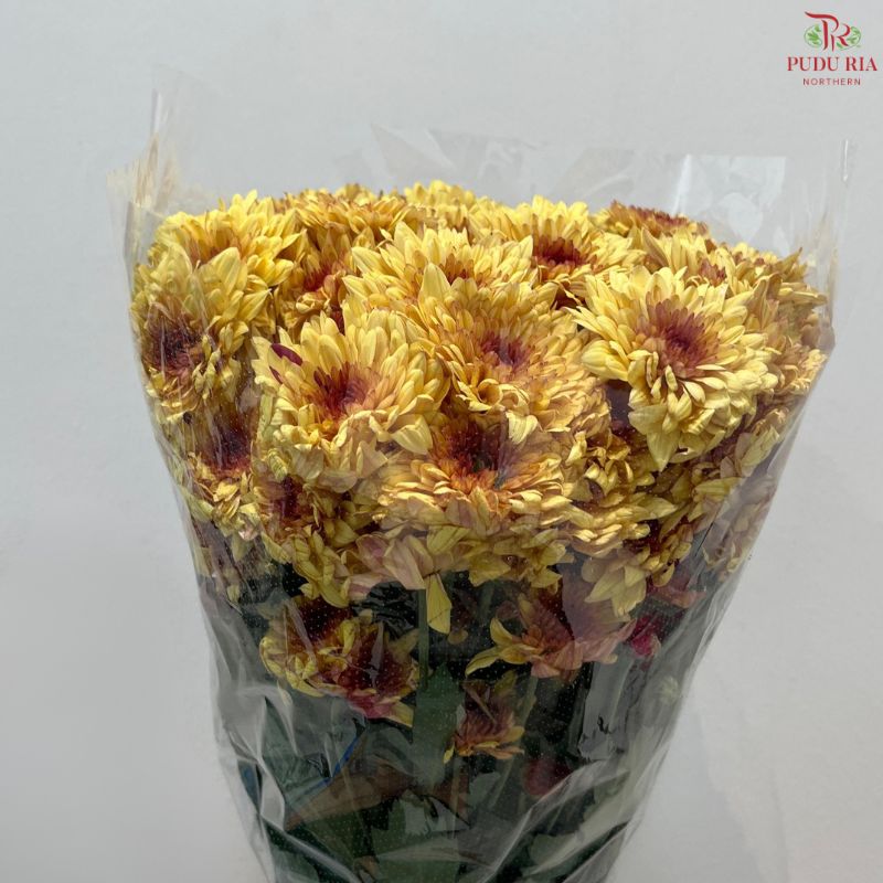 Chrysanthemum Pompom