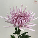 Net Mum Chrysanthemum Big