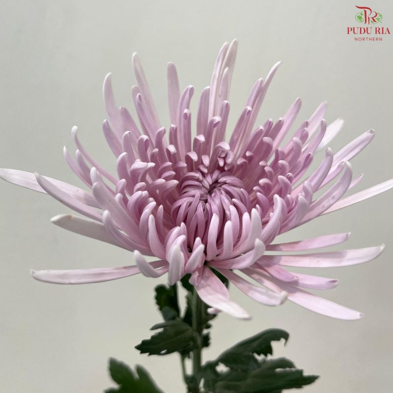 Net Mum Chrysanthemum Big