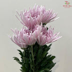 Net Mum Chrysanthemum Big