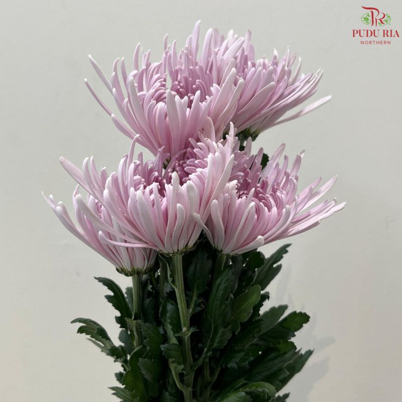 Net Mum Chrysanthemum Big