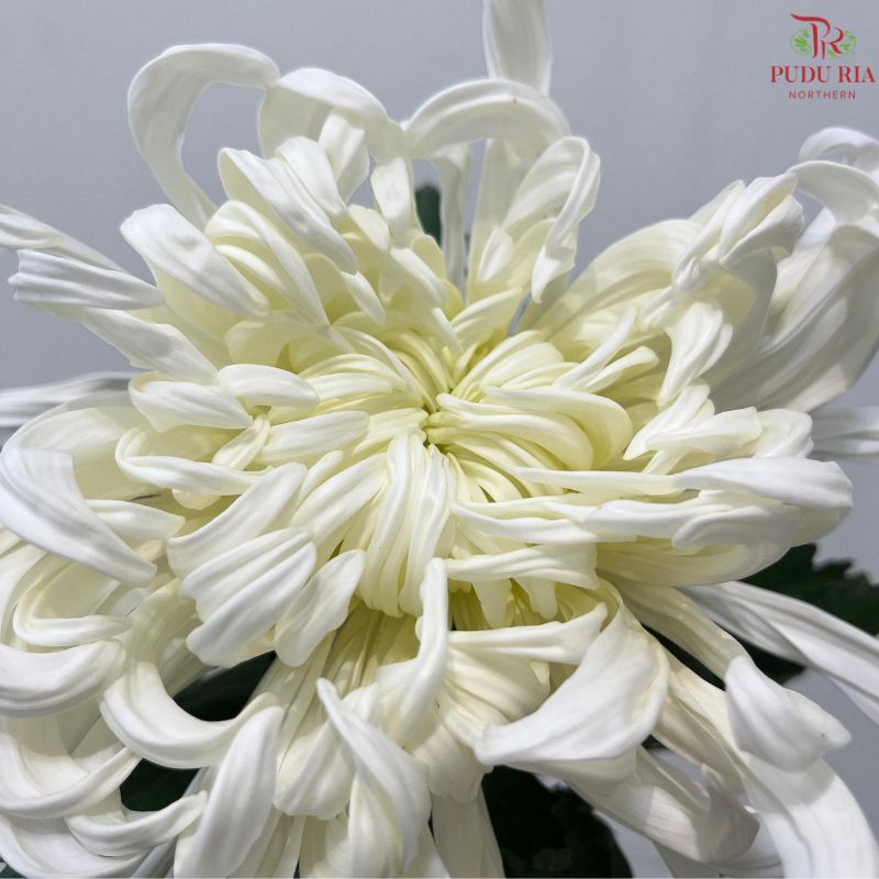 Chrysanthemum Vienna
