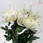Chrysanthemum Vienna