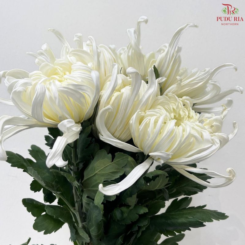 Chrysanthemum Vienna