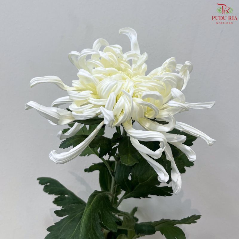 Chrysanthemum Vienna