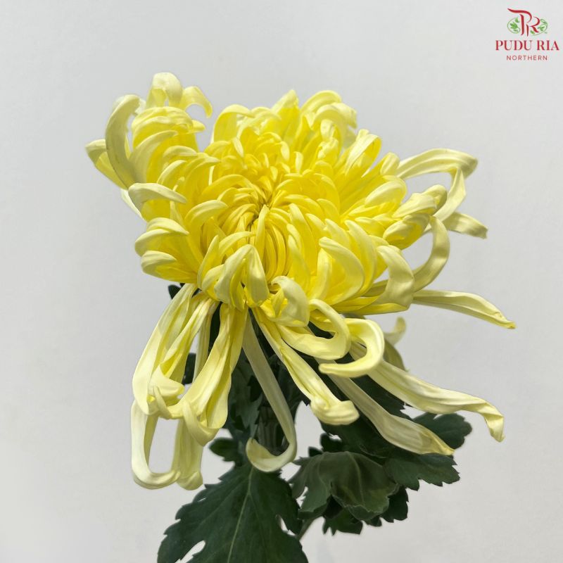Chrysanthemum Vienna