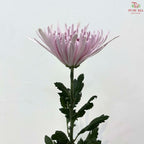 Net Mum Chrysanthemum Big