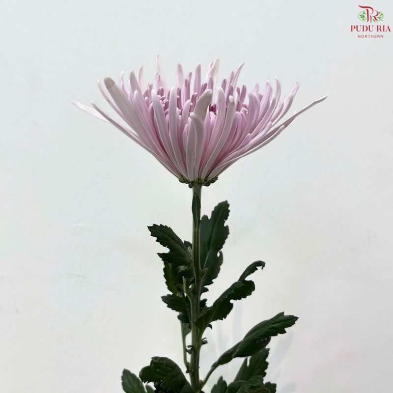 Net Mum Chrysanthemum Big