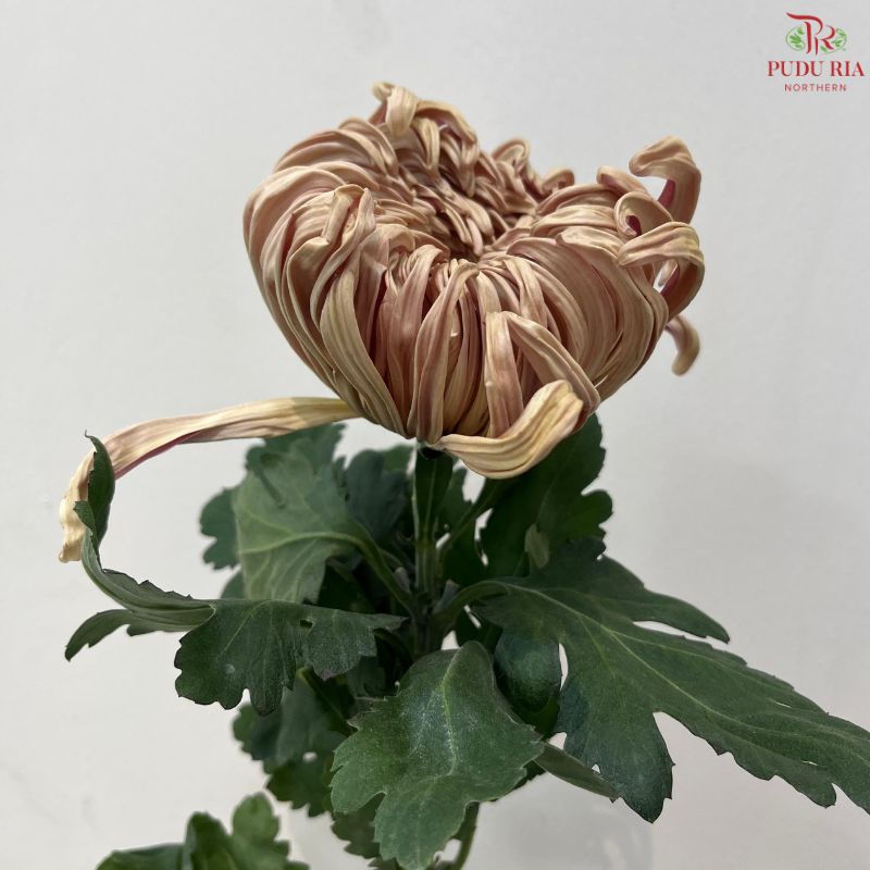Chrysanthemum Vienna