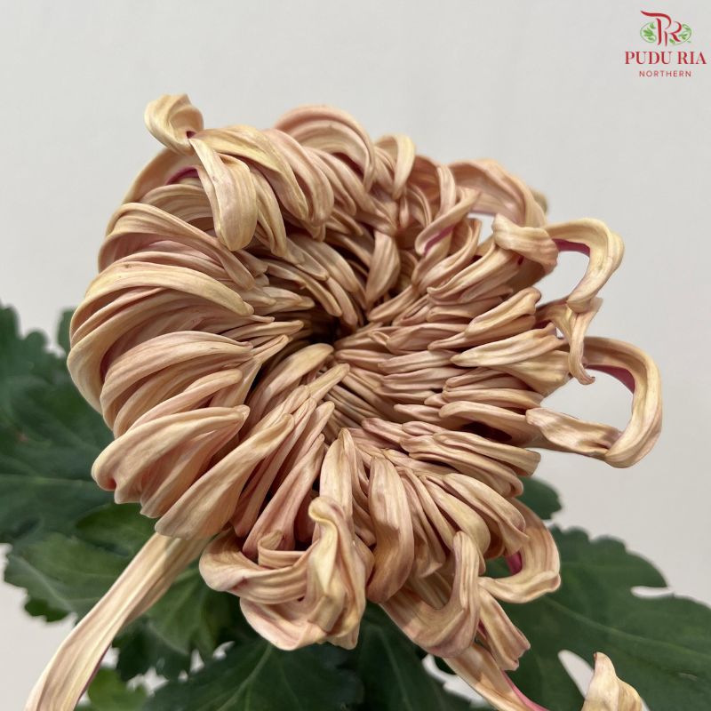 Chrysanthemum Vienna