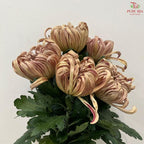 Chrysanthemum Vienna