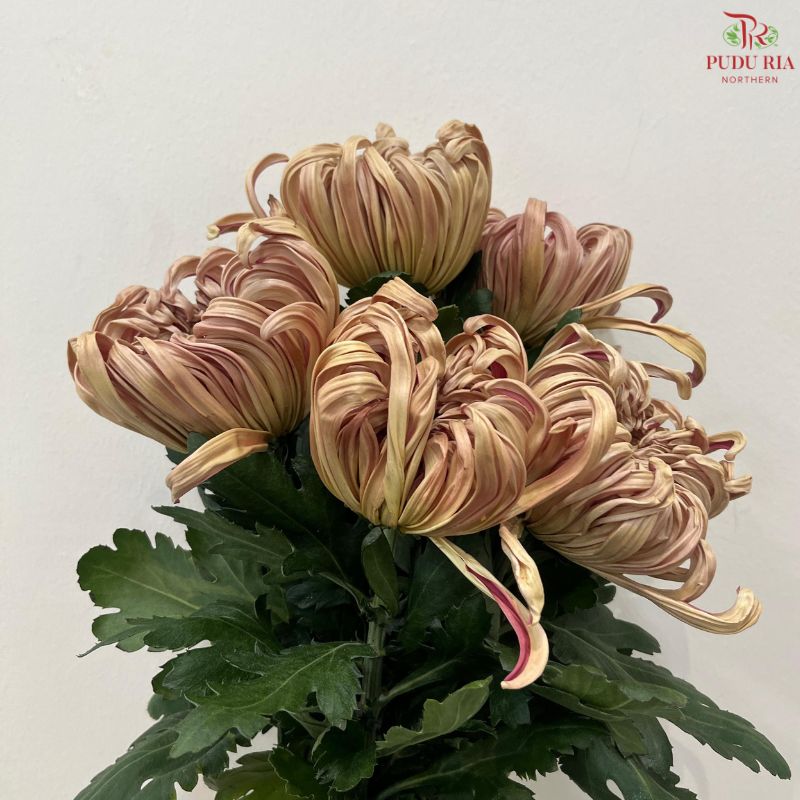 Chrysanthemum Vienna