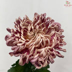 Chrysanthemum Vienna