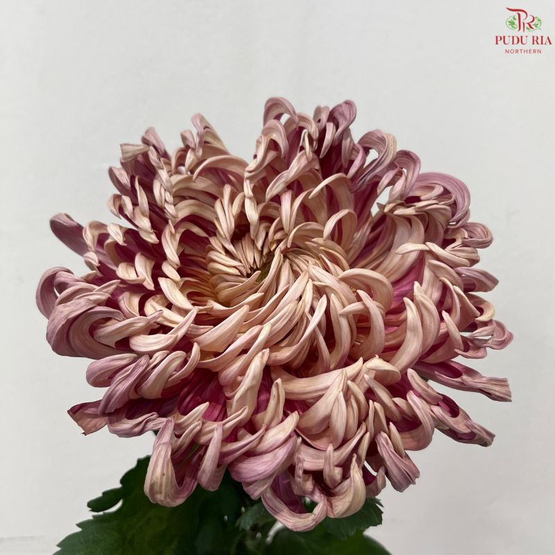 Chrysanthemum Vienna