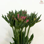 Alstroemeria