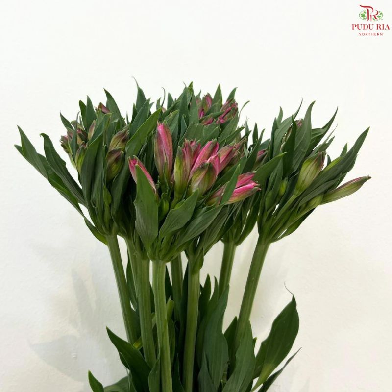Alstroemeria