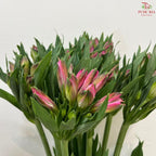 Alstroemeria