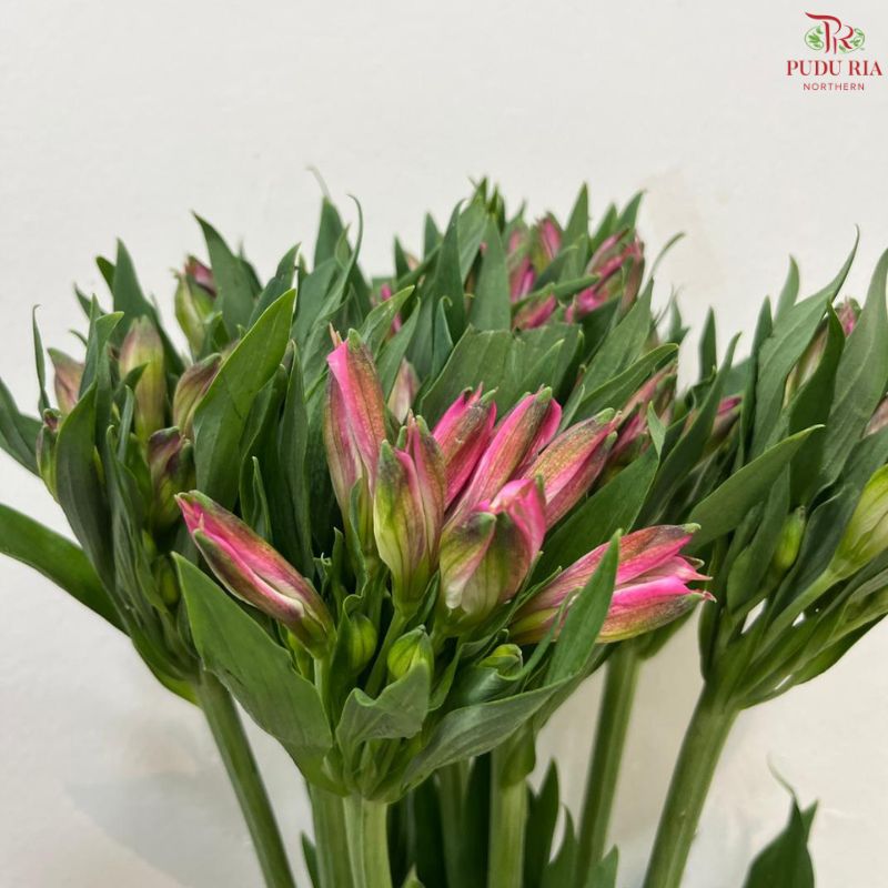 Alstroemeria