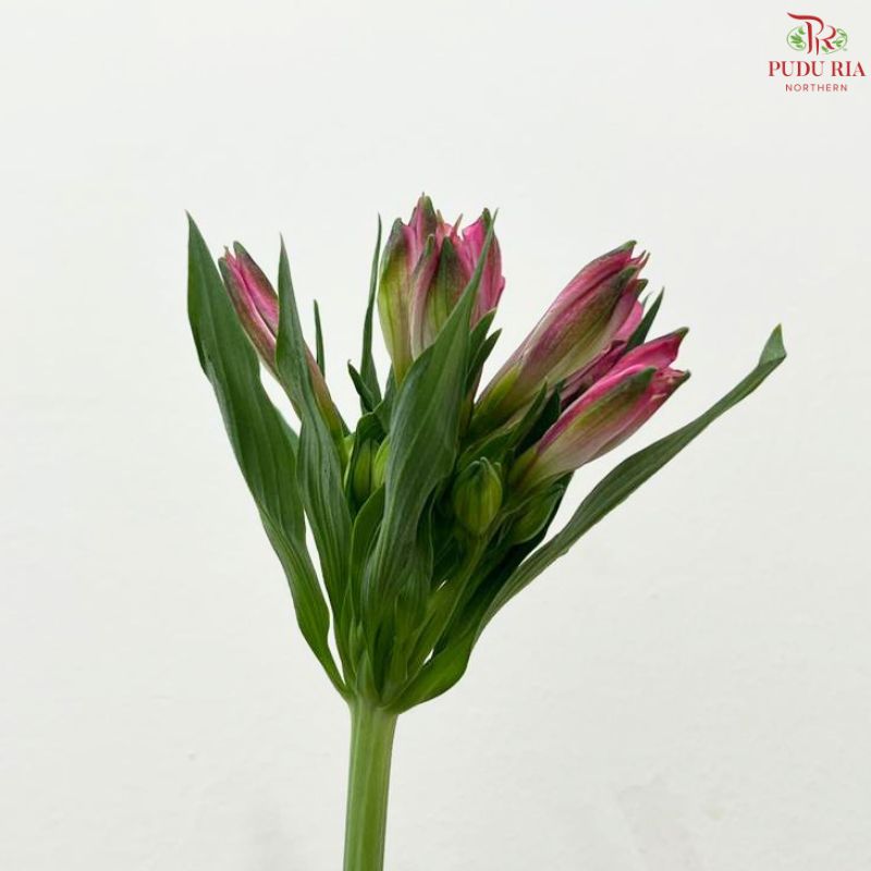 Alstroemeria