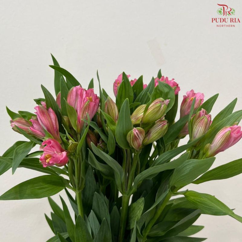 Alstroemeria