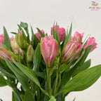 Alstroemeria