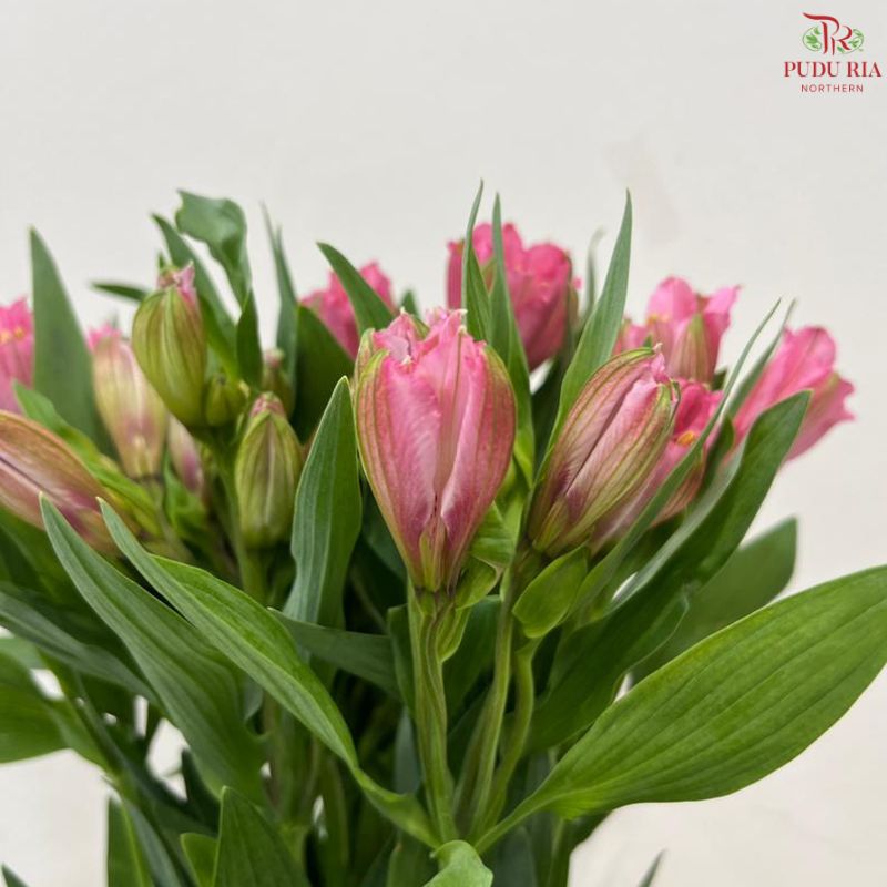 Alstroemeria