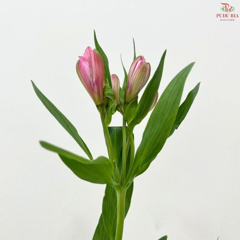 Alstroemeria