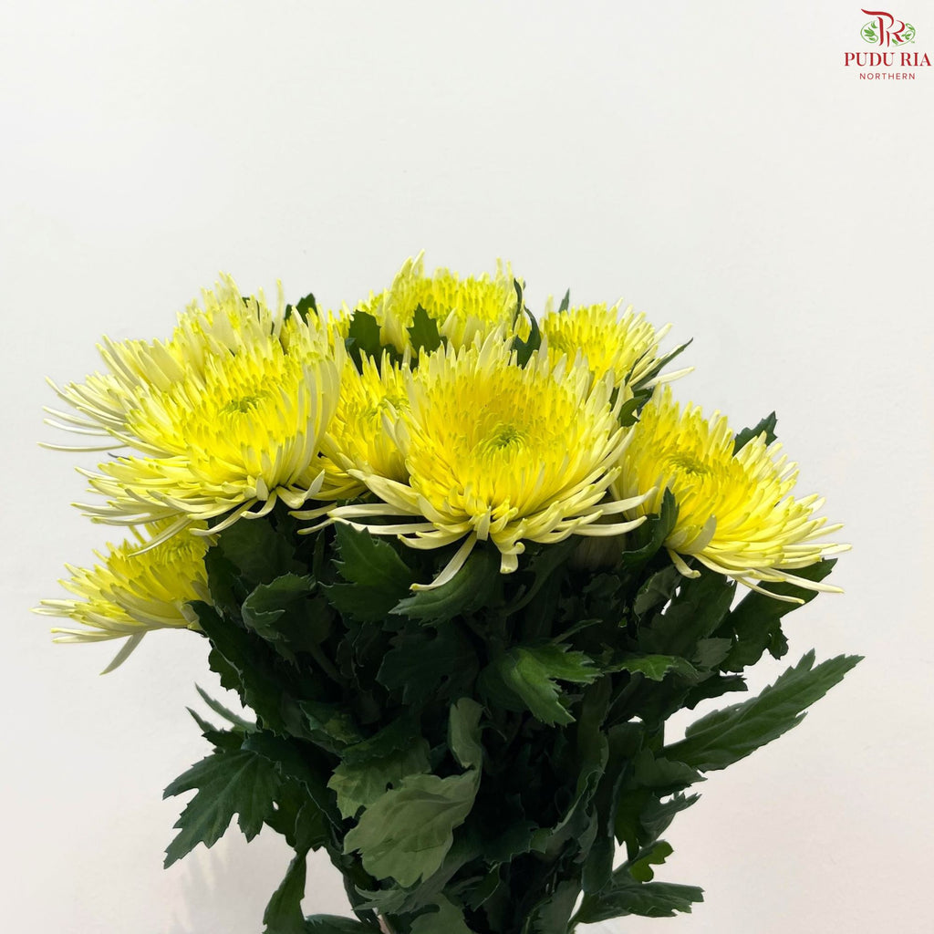 Anastasia / Net Mum Chrysanthemum