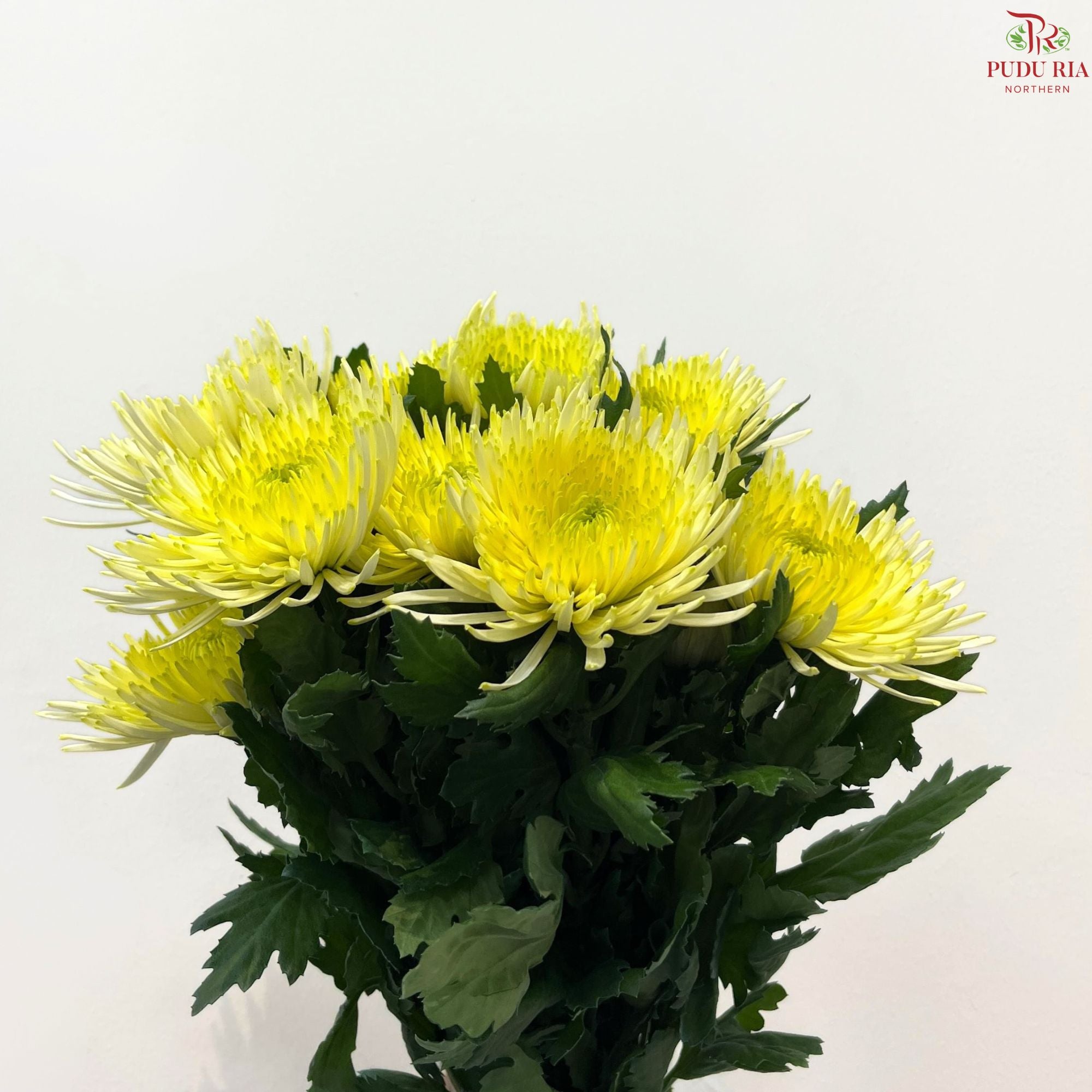 Anastasia / Net Mum Chrysanthemum
