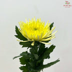 Anastasia / Net Mum Chrysanthemum