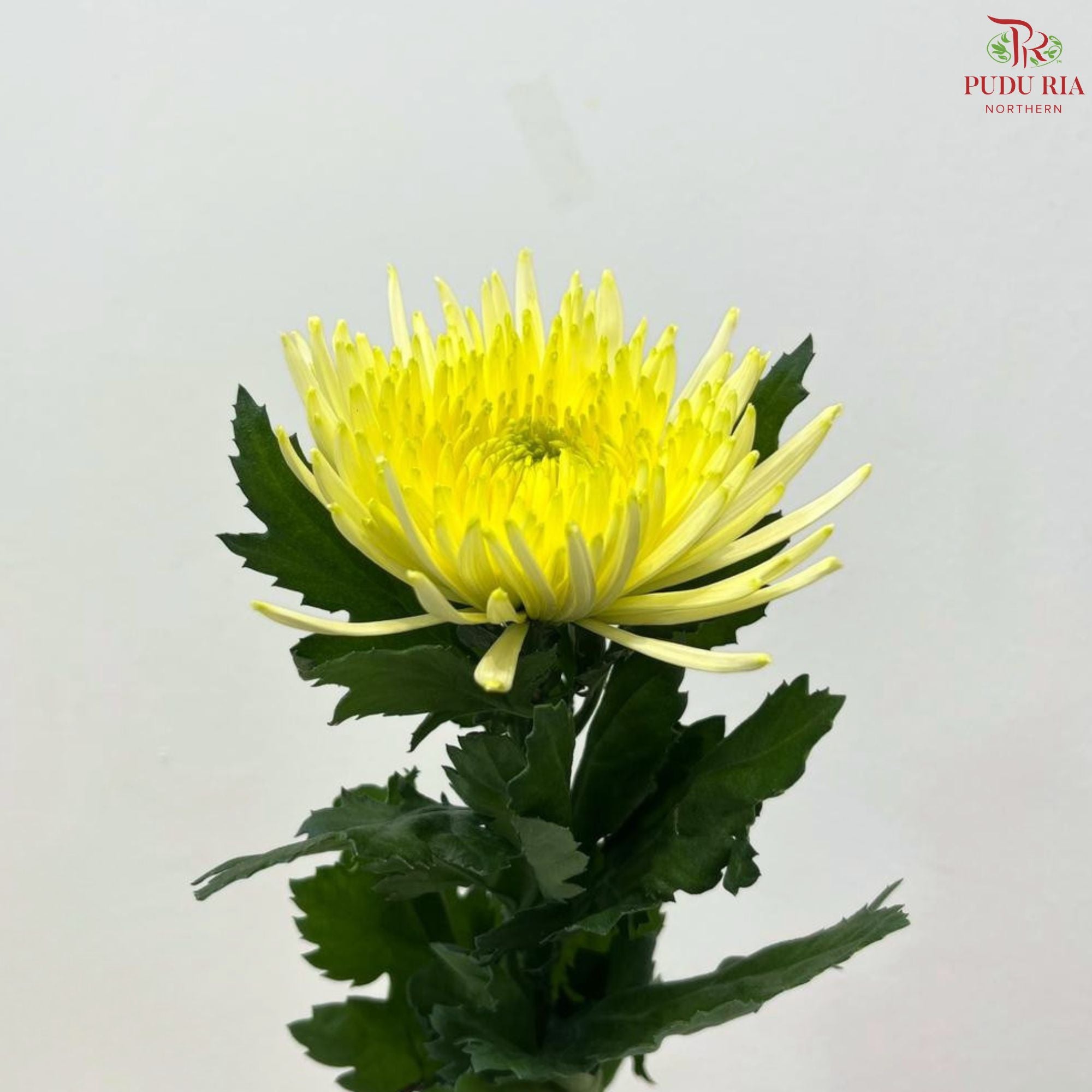 Anastasia / Net Mum Chrysanthemum