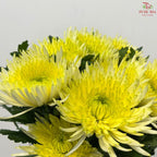 Anastasia / Net Mum Chrysanthemum