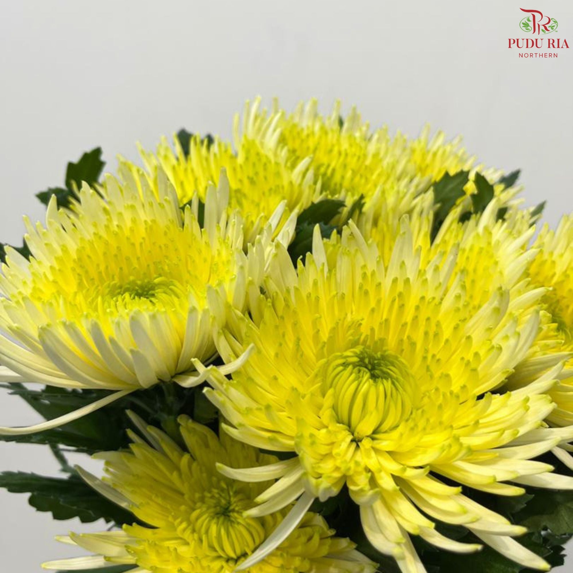 Anastasia / Net Mum Chrysanthemum