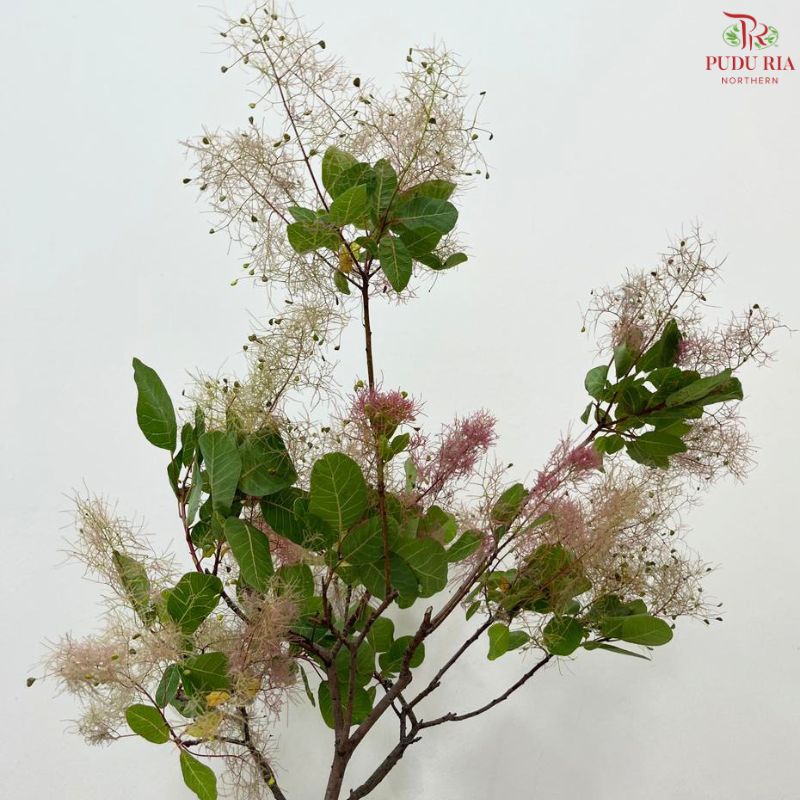 Cotinus