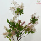 Cotinus