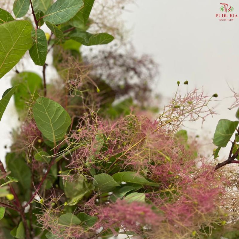 Cotinus