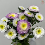 Aster《翠菊》