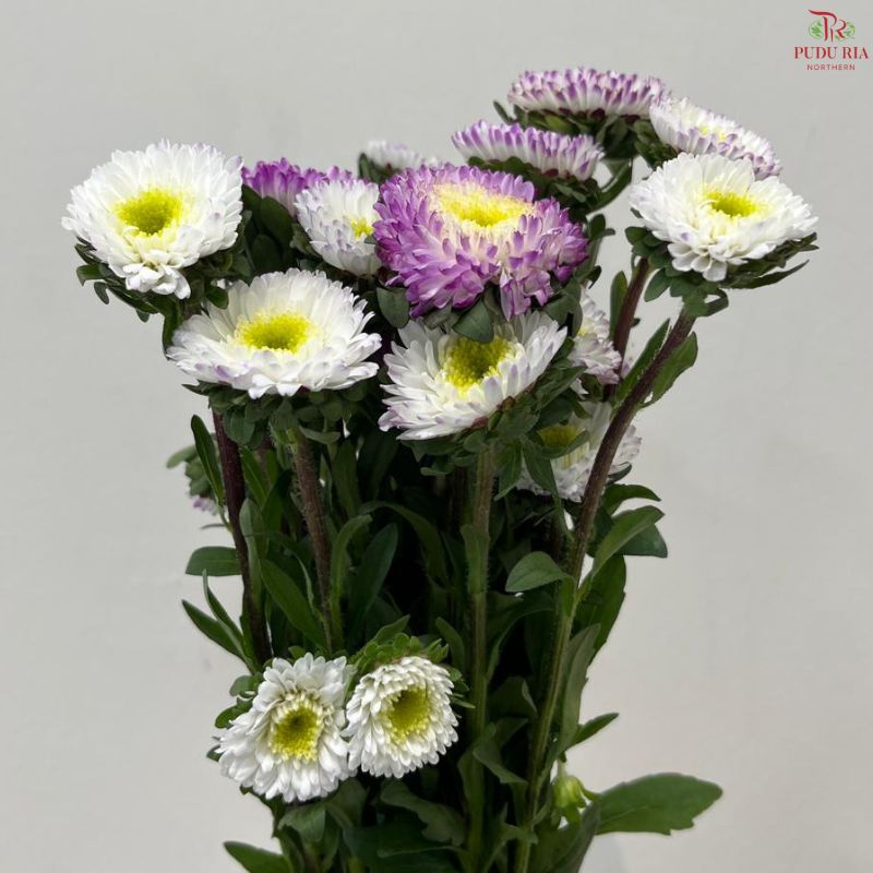 Aster《翠菊》