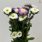 Aster《翠菊》