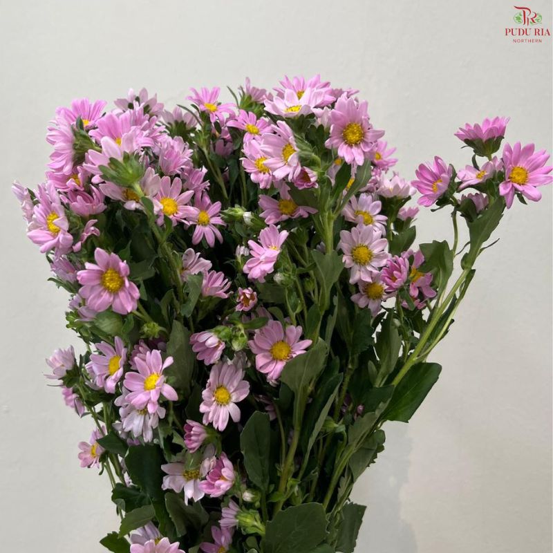 Hana 《迷你菊》