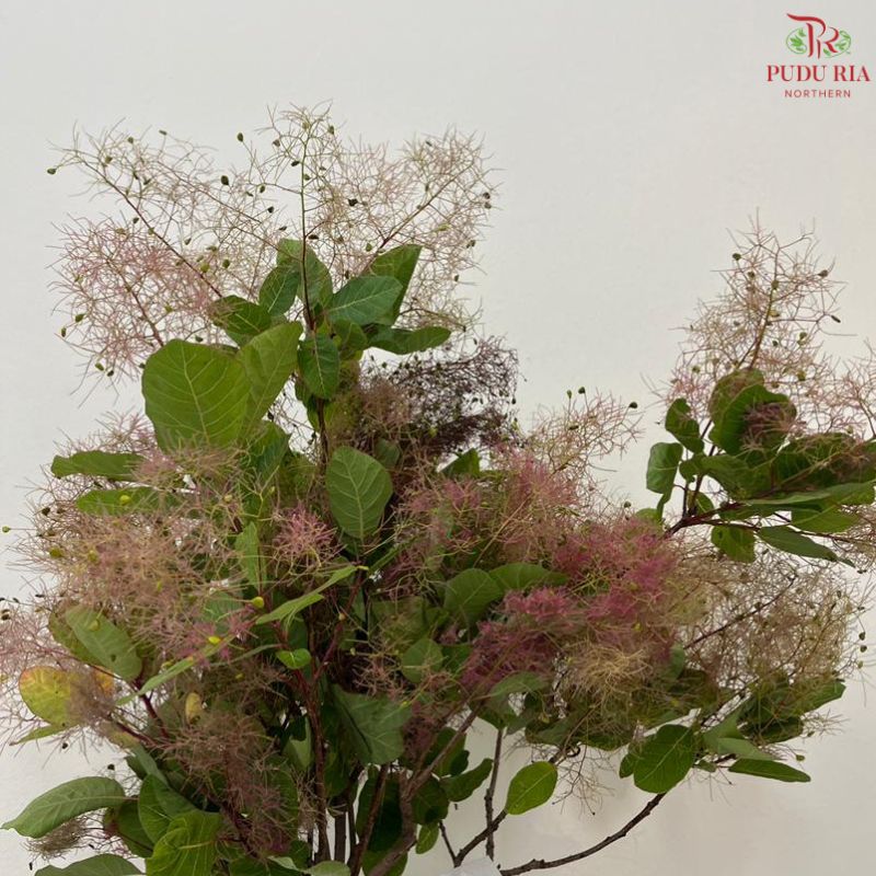 Cotinus