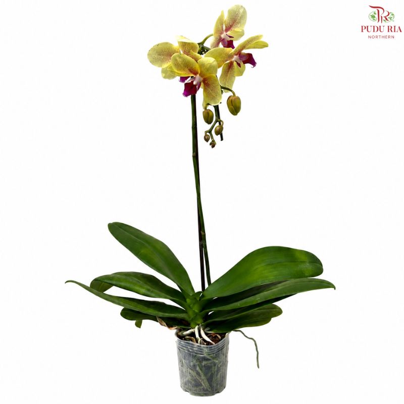 Big Single Stem Phalaenopsis Orchid