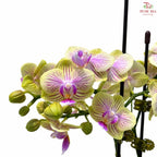 Mini Double Stems Phalaenopsis Orchid