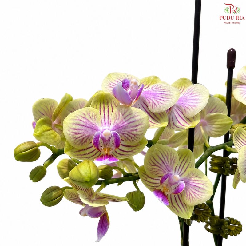 Mini Double Stems Phalaenopsis Orchid